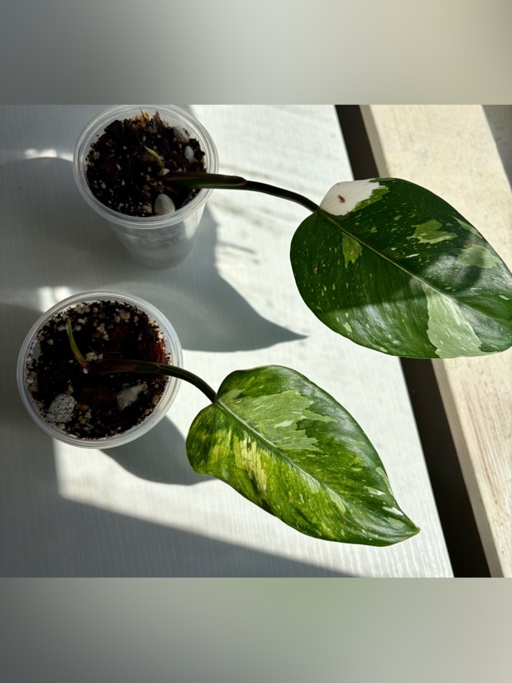Philodendron White Princess – Rooted Starter Plant Variegated